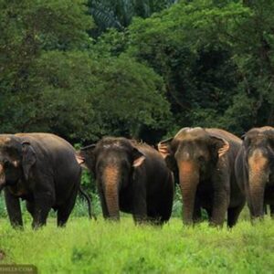 Wildlife and Adventure Tour